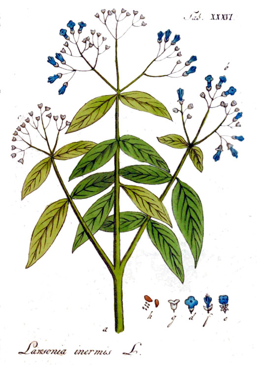 Растение: Лавсония неколючая (Lawsonia inermis)